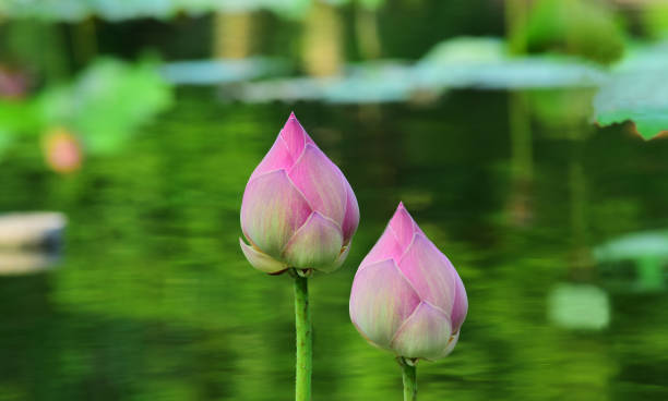 istock flower lotusflower 1413918208