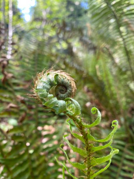 istock Olympic National Park sword fern 1413919870