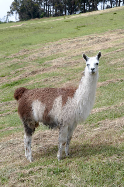 istock White llama with brown light blue eyes 1413920602
