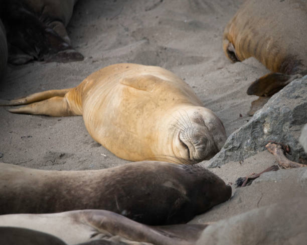 istock Female Elephant Seals at San Simeon 1413922168
