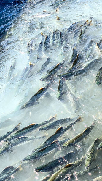 istock Spawning Salmon Reach Valdez, Alaska 1413922574