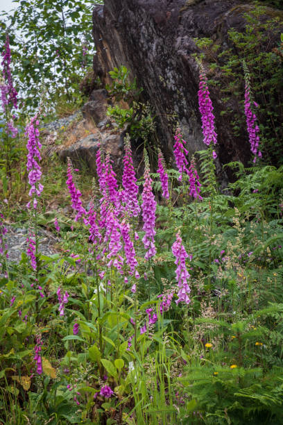 Foxglove Flowers stock photo