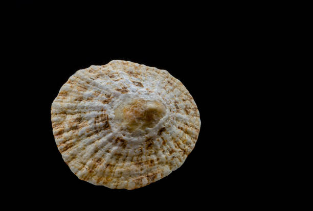 istock Beautiful sea shell on a black background 1413923640