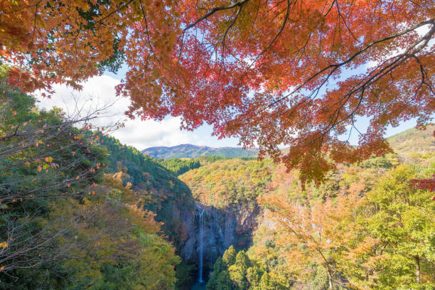 autumn leaves and waterfall