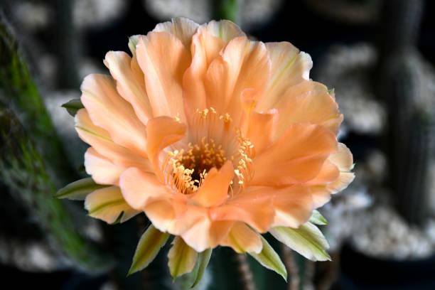 Echinopsis hybrid Orange Paramount with big orange flower on dark background.