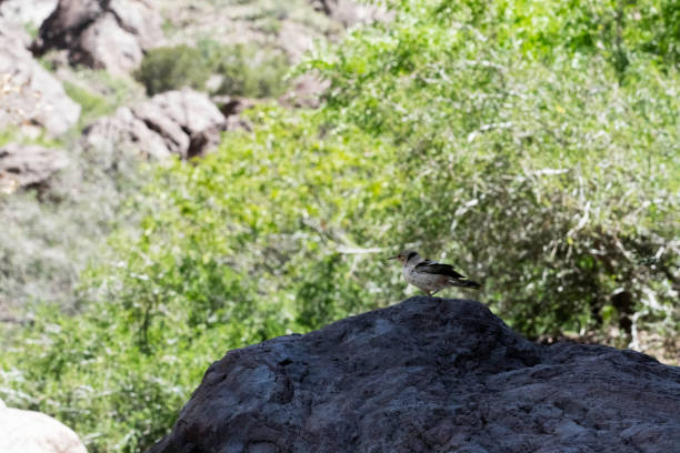istock Rock Wren, Searching for Food 1413927322