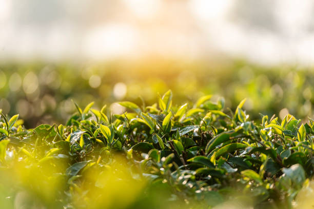 hojas de árbol de té verde campo fresco joven brote tierno herbal en la granja en la mañana de verano. sunlight planta de árbol de té verde camellia sinensis en granja orgánica. de cerca planta de té de árbol naturaleza verde por la mañana - sinensis fotografías e imágenes de stock