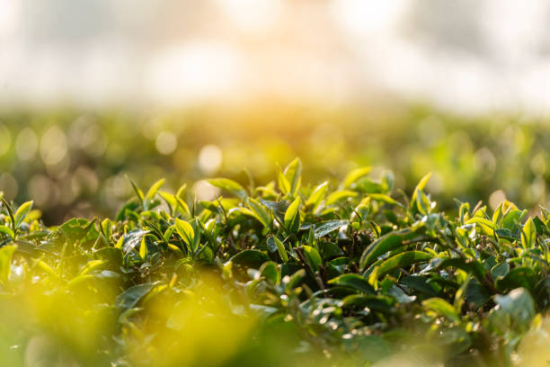 листья зеленого чайного дерева поле свежие молодые нежные почки травы на ферме летним утром. солнечный свет зеленое чайное дерево растение - tea pickers стоковые фото и изображения