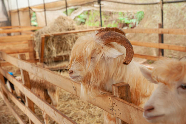 istock Goat in farm with hay and straw 1413930574