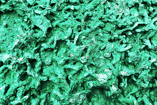 a green algae underwater sea ocean coral reef rock animal alga life living organism water life closeup