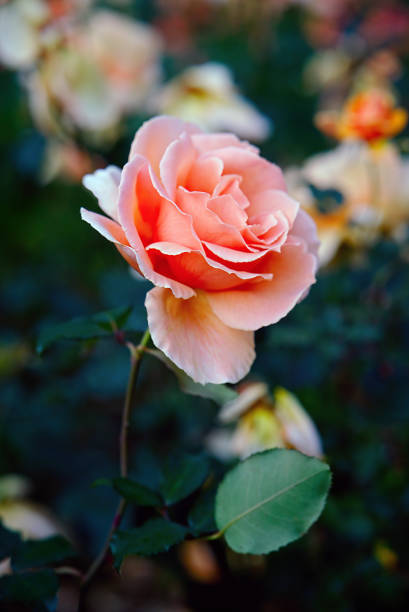 just joey hybrid tea fleur de rose dans le jardin en été - hybrid tea rose photos et images de collection