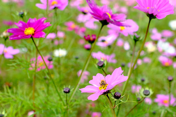 Honeybee on pink cosmos flower stock photo
