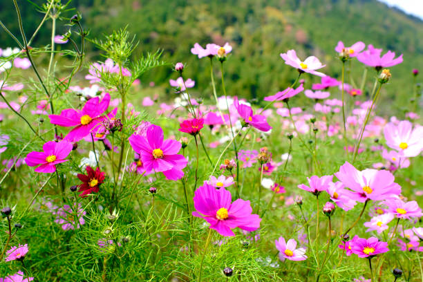 Pink cosmos flower field in Ohara (3) stock photo
