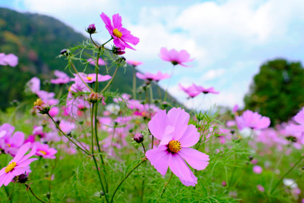 Pink cosmos flower field in Ohara (1) stock photo