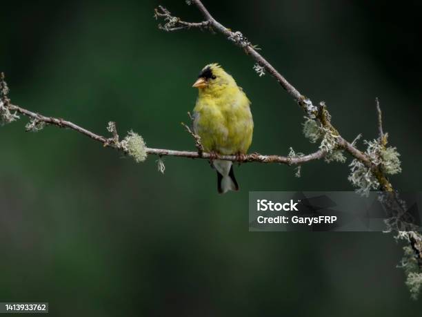 Gold Finch Perched On Branch Green Background In Oregon Stock Photo - Download Image Now