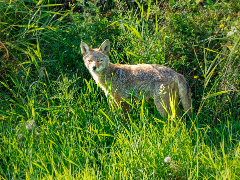 Coyote Canis latrans Standing in Tall grass area near an urban wetland in Oregon. Has copy space on the grass. Edited