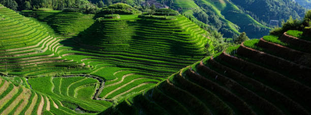 istock Guilin Longsheng Rice Terraces 1413934645
