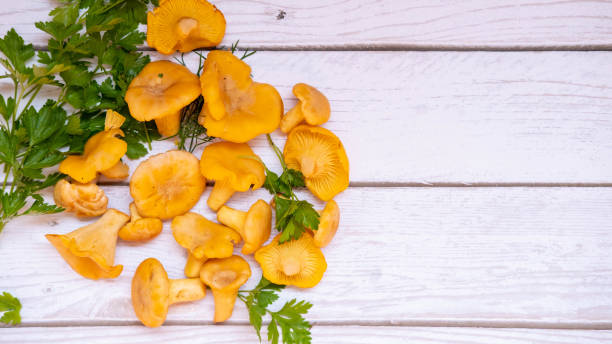 chanterelle mushrooms on a white wooden background. with sprigs of fern and parsley. a postcard for autumn or summer. harvesting in the forest. he was lying flat. - horoz mantarı stok fotoğraflar ve resimler