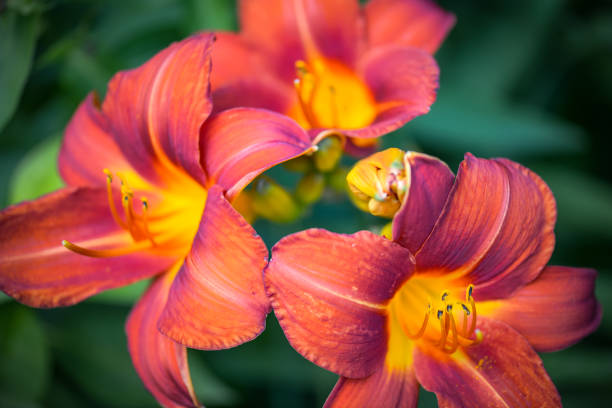 beautiful ornamental garden