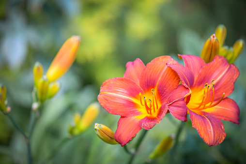 Orange daylily flower and buds. Also known as ditch lily and tiger daylily, it can escape into the wild and be invasive. Often seen on roadsides.