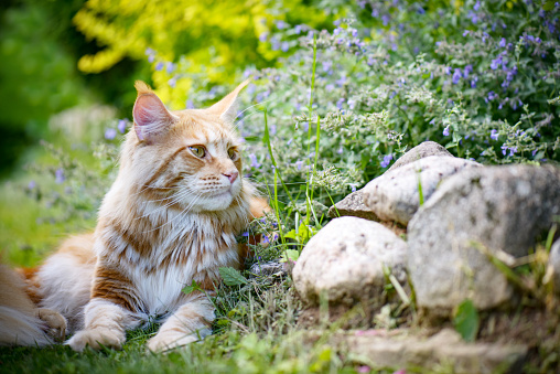 beautiful, red Maine Coon cat in the garden