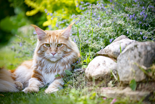 beautiful, red Maine Coon cat in the garden