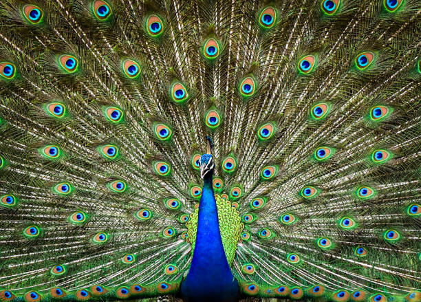 istock Peafowl - The Indian National Bird 1413937687
