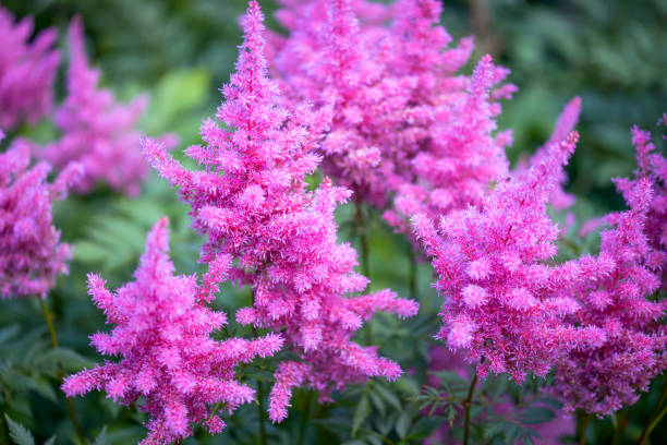 beautiful ornamental garden