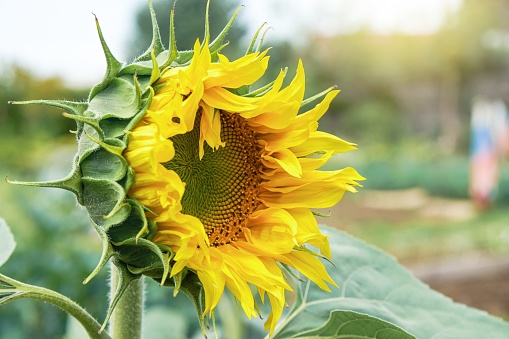 Sunflower with bright yellow petals disk floret and green leaves on blurred background. Beautiful plant grows in agricultural field in countryside closeup