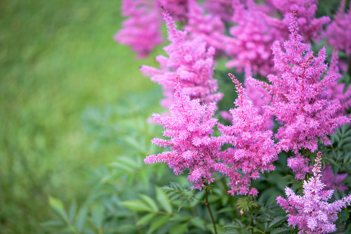 beautiful ornamental garden