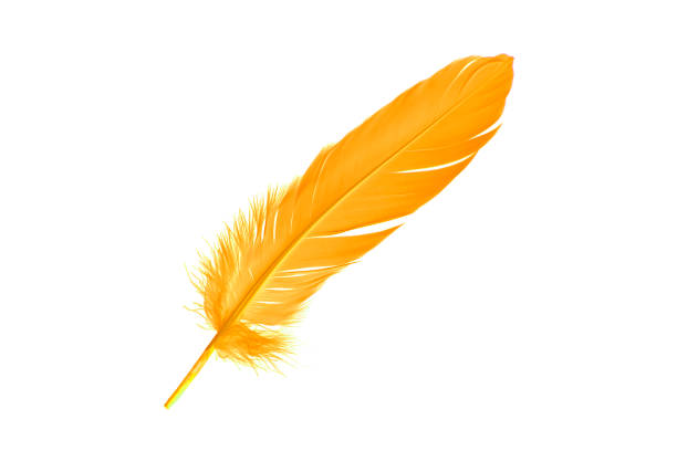 istock Yellow or Golden Feather Isolated on White Background. 1413941163