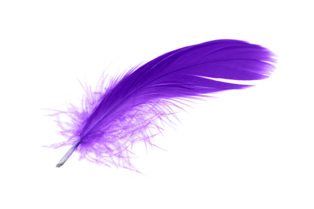 istock Purple Feather Isolated on White Background. 1413941165