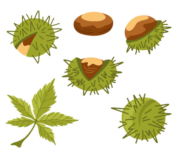 Chestnut Set. Organic food. Design elements for fabric, poster, packaging, banner and wrapping paper. Chestnut vector isolated icons. Chestnut Set. Organic food. Design elements for fabric, poster, packaging, banner and wrapping paper. Chestnut vector isolated icons. chestnut food stock illustrations