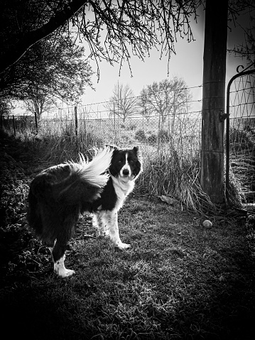 Vertical closeup black and white photo of a black and white Border Collie dog looking at the viewer in front of an old wrought iron gate in a farm house garden in Winter. Armidale, New England high country, NSW