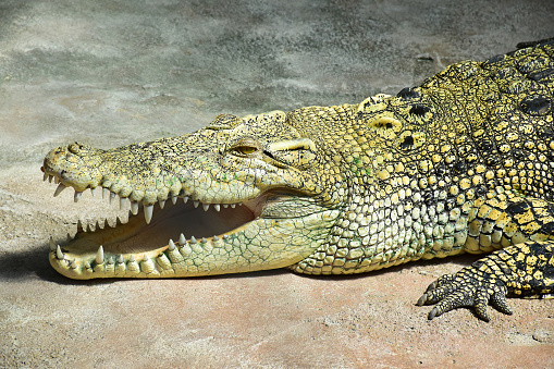 Head of a large alligator