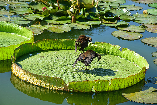Birds are sitting on a large water lily plant