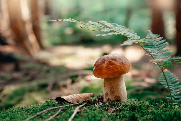 istock Boletus edulis in the forest 1413950375