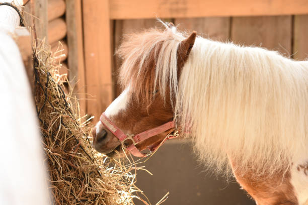 istock Horse at Gut Aiderbichl 1413950758