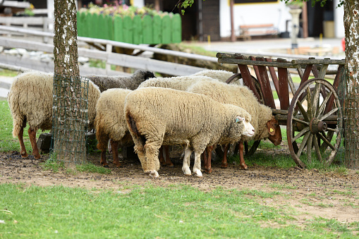 Sheeps at Gut Aiderbichl in Deggendorf, Bavaria, Germany