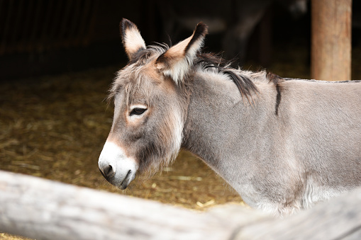 Donkey at Gut Aiderbichl in Deggendorf, Bavaria, Germany