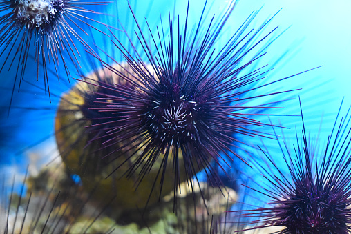 Tropical sea urchin in aquarium closeup