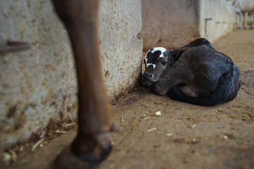 Young black and white calf at dairy farm. Newborn baby cow .