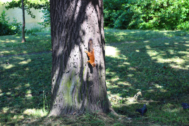 istock Red squirrel upside down on a tree trunk in a park on Elagin Island 1413955171