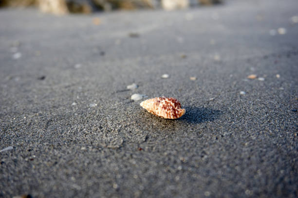 istock close-up of a snail shell on the beach 1413956191
