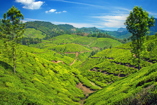 Location: Western Ghat mountains around Munnar