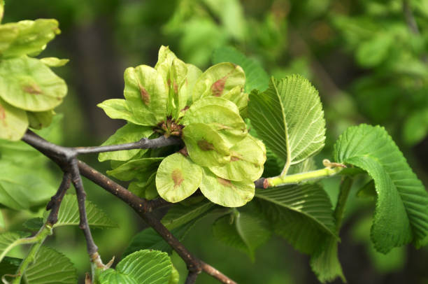 Spring elm (Ulmus) twig with leaves and flowers