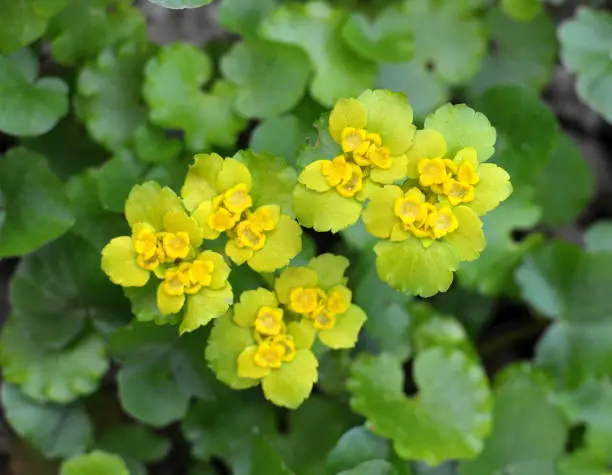 Chrysosplenium alternifolium blooms in the wild in spring