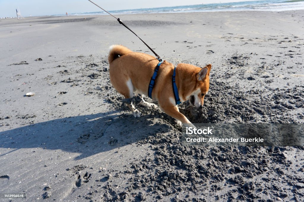 sesame shiba inu digs a hole on the beach Animal Stock Photo