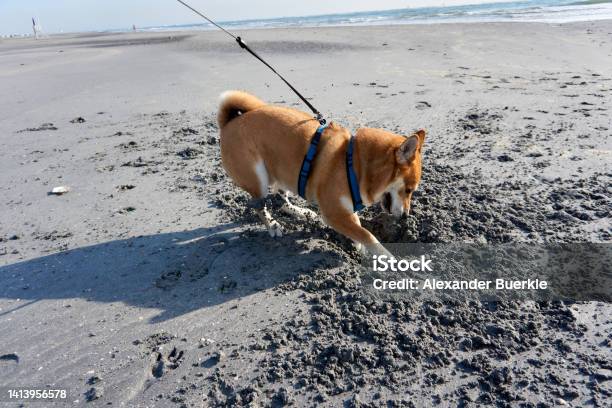 Sesame Shiba Inu Digs A Hole On The Beach Stock Photo - Download Image Now - Animal, Backgrounds, Beach