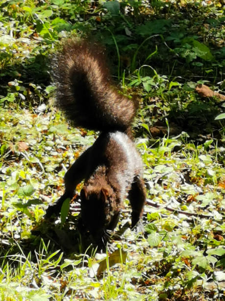 un écureuil noir à la queue moelleuse creuse dans le sol, enterrant une noix par une journée d’été ensoleillée dans un parc de l’île elagin. - squirrel red squirrel black forest forest photos et images de collection